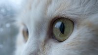 Close-up of white cat's face with striking green-yellow eyes and vertical pupils, showing detailed fur texture and feline features for pet, animal, and nature content.