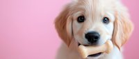 Adorable golden retriever puppy with blue eyes holding bone treat on pink background for pet care advertising and animal lover content.