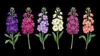 Colorful stock flowers isolated on transparent background, ready for t-shirt design, clipart, stickers, print-on-demand products, and sublimation projects. Six blooming flower stems in purple, magenta, lavender, cream, and coral tones.