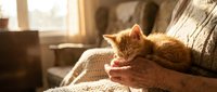 Senior woman holding ginger kitten on lap in warm sunlit room, showing affection and companionship between elderly person and pet cat.