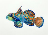 Colorful tropical fish with vibrant blue, orange, and yellow striped patterns isolated on white background, suitable for marine design projects and educational materials.