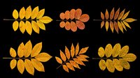 Autumn fall leaves in various shades of yellow, orange, and brown isolated on transparent background. Ready for t-shirt design, clipart, stickers, sublimation, print-on-demand products and digital crafts.