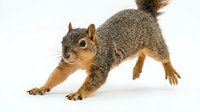 Gray squirrel with fluffy tail in playful stretching pose on white background, isolated wildlife animal ready for nature and outdoor design projects.