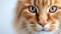 Orange tabby cat with striking blue eyes and white whiskers looking directly at camera against soft blurred background for pet photography and animal portraits.