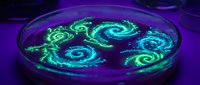 Glowing green bacterial cultures in petri dish under UV light showing spiral growth patterns for microbiology research and laboratory science education.