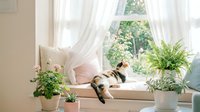 Calico cat relaxing on a cozy window seat surrounded by lush houseplants and sheer curtains with a garden view.