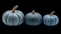 Three blue-gray pumpkins in different sizes, isolated on transparent background. Ready for fall clipart, stickers, t-shirt design, sublimation, and print on demand projects.