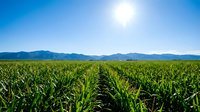 Vast green corn field stretching to distant mountains under bright blue sky with sun, agricultural landscape for farming and crop production concepts.