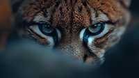 Close up view of intense blue eyes of wild lynx or bobcat against dark background, dramatic wildlife portrait showing fierce predator gaze and detailed fur texture.