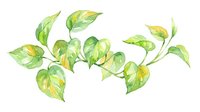 Watercolor illustration of golden pothos vine with heart-shaped leaves in shades of green and yellow on white background, isolated for design use.