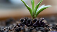 Young green plant seedling emerging from soil with visible date marking 2024, symbolizing growth, new beginnings and future potential in nature and business concepts.