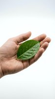 Human hand gently holding fresh green leaf with water droplets on white background symbolizing environmental care and natural protection.