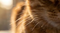 Close-up of orange tabby cat whiskers with warm golden sunlight creating beautiful bokeh effect and soft shadows on fur texture.