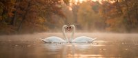 Two white swans forming heart shape with necks on misty autumn lake at golden sunrise creating romantic wildlife scene for wedding and love concepts.