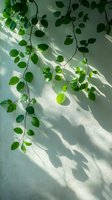 Fresh green leaves casting shadows on white wall in natural sunlight, creating minimalist botanical composition with diagonal light pattern.