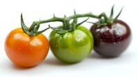 Fresh colorful tomatoes on vine showing ripening stages from green to red isolated on white background for healthy cooking and organic farming concepts.
