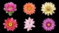 Six colorful cactus flowers in pink, orange, yellow, red, and purple, isolated on transparent background, ready for stickers, t-shirt design, and print on demand.