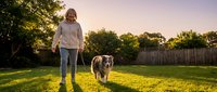 Smiling senior Caucasian woman walking her Australian Shepherd dog on a leash in a sunny backyard at golden hour sunset.