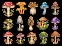 Mushroom and toadstool collection featuring various species in red, orange, brown, purple and blue tones. Isolated on transparent background, ready for clipart, t-shirt design, stickers, print-on-demand and sublimation projects.