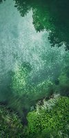 Aerial view of lush green forest canopy with misty atmosphere and morning fog creating dreamy ethereal woodland scenery. Natural light filters through trees.