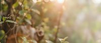 Dried plant stems and withered foliage with warm sunlight filtering through blurred background, suitable for autumn, decay, and nature decline concepts.
