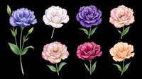 Carnation flowers in various colors isolated on transparent background, ready for t-shirt design, clipart, stickers, sublimation and print-on-demand projects.