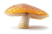 Orange amanita muscaria mushroom with white spots on cap and thick stem isolated on white background, detailed macro photography for nature designs.