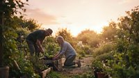 Farmers harvesting grapes in vineyard at sunset, man and woman picking fruit in rows of grapevines during golden hour for wine production and agriculture.