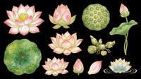 Watercolor lotus flower set with blooms, buds, leaves, and seed pods, isolated on transparent background. Great for t-shirt design, stickers, clipart, and print on demand.