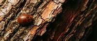 Brown chestnut resting on textured tree bark surface with natural wood grain patterns and rough organic texture for autumn seasonal designs.