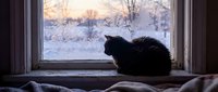 Black cat sitting on windowsill looking out at snowy winter landscape at dawn, cozy indoor scene with frost-covered trees and cold weather atmosphere.
