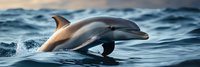 Dolphin jumping out of ocean water with splash creating dynamic marine wildlife scene perfect for nature and aquatic themed projects.