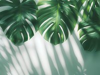 Fresh monstera deliciosa leaves casting diagonal shadows on light background, creating minimalist tropical composition with soft green gradient effect.