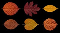 Autumn leaves collection featuring six isolated fall foliage specimens in warm orange, burgundy, and golden yellow tones. Transparent background, ready for clipart, t-shirt design, stickers, and print-on-demand projects.