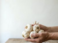 Farmer hands holding fresh white garlic bulbs isolated on white background for cooking and culinary design use.