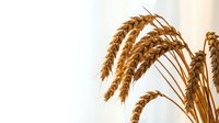 Golden wheat ears swaying gracefully against soft beige background, perfect for harvest season designs, agricultural concepts, and organic food packaging.