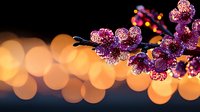 Pink cherry blossom branch against blurred golden bokeh lights background creates magical spring atmosphere with delicate petals and warm glow effect.