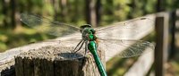 Green dragonfly with transparent wings perched on wooden fence post in natural forest setting, showcasing detailed insect anatomy and delicate wing structure.
