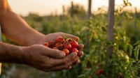 Farmer hands holding fresh ripe red cherry tomatoes in organic vegetable garden during golden hour sunset. Agricultural harvest concept for healthy eating.
