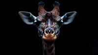 Majestic giraffe portrait with distinctive spotted pattern and gentle expression against dramatic black background for wildlife photography projects.