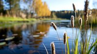 Cattails and reeds silhouetted against tranquil lake water with autumn trees reflecting in background, natural landscape in golden evening light.