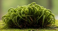 Vibrant green moss cushion growing on textured surface with delicate feathery fronds creating natural organic pattern for botanical and nature themes.