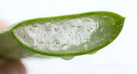 Fresh aloe vera leaf cut open showing clear healing gel with water droplets on white background for natural skincare and wellness products.
