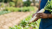 Farmer holding freshly harvested parsnip root vegetable in field, organic farming and sustainable agriculture concept for gardening and food production.