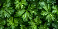 Fresh green parsley leaves covered with water droplets after rain, creating a vibrant natural texture for culinary or gardening concepts.