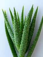 Fresh aloe vera plant leaves showing natural spotted pattern and thorny edges against white background, suitable for wellness and skincare marketing.