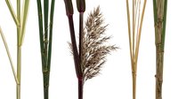 Collection of dried natural grass stems and reeds in earth tones isolated on white background for botanical design and craft projects.