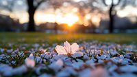 Delicate pink cherry blossom petal fallen on grass during golden hour sunset creating peaceful spring scene with warm bokeh background for nature concepts.