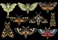 Colorful moth collection isolated on transparent background, ready for stickers, t-shirt design, print on demand, sublimation, and clipart use.