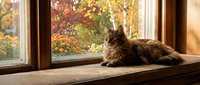 Fluffy tabby cat relaxing on wooden windowsill during golden autumn afternoon with colorful fall foliage visible through glass panes creating cozy indoor atmosphere.